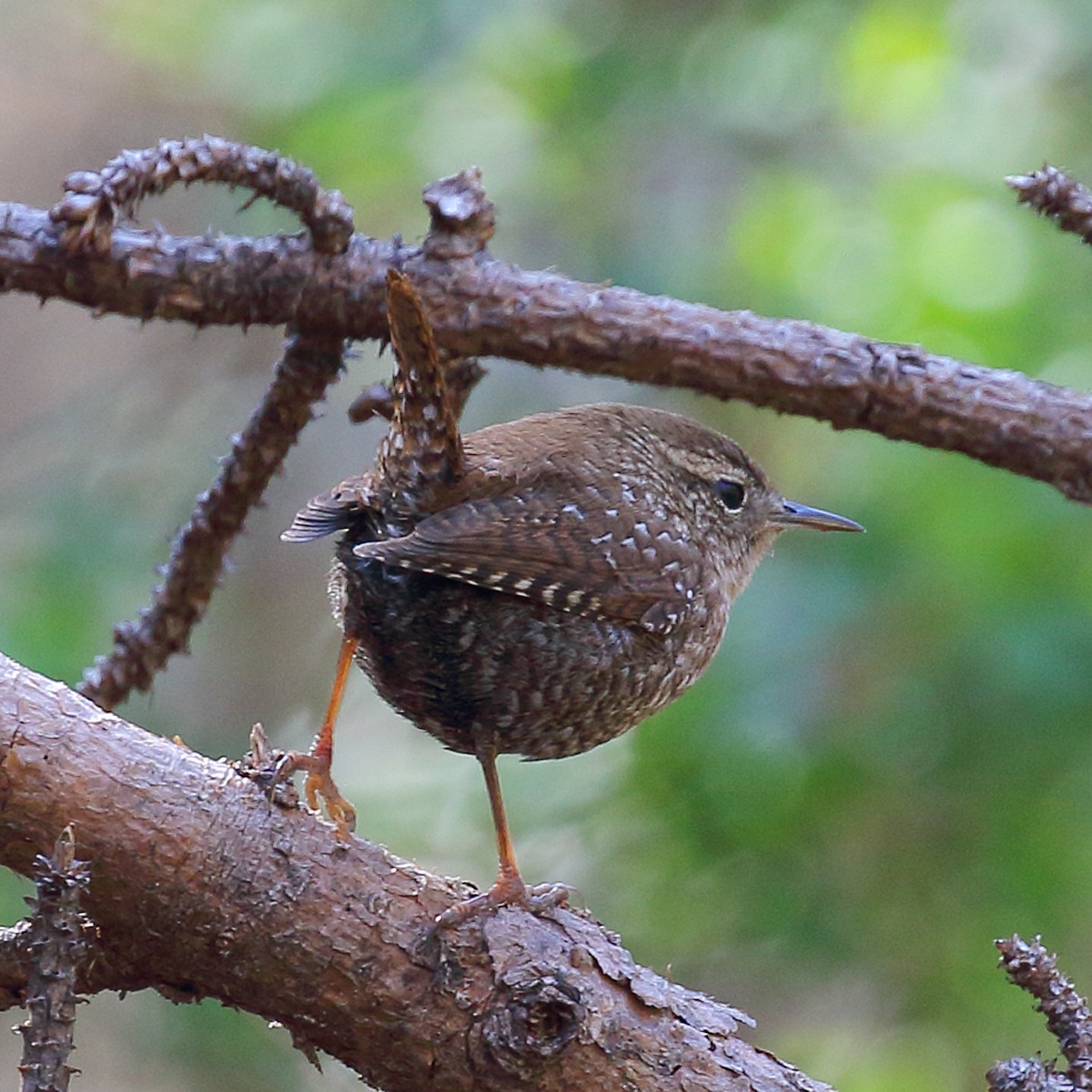 Winter Wren - ML51464011