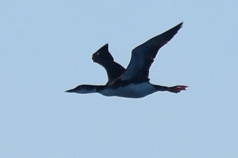 Common Loon - ML514640381