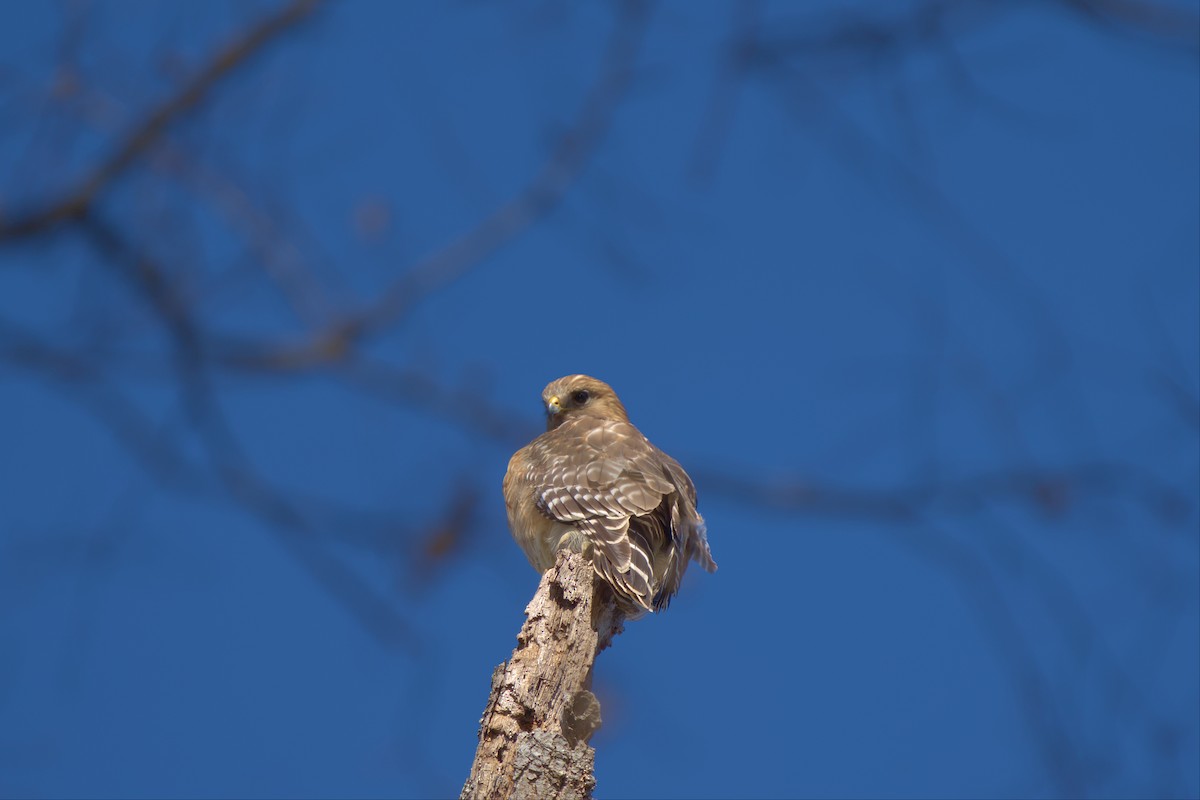 Red-shouldered Hawk - ML514640541