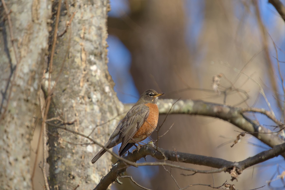 American Robin - ML514640861
