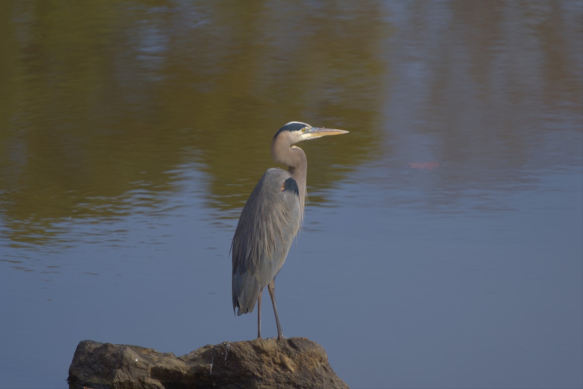 Great Blue Heron - ML514641061