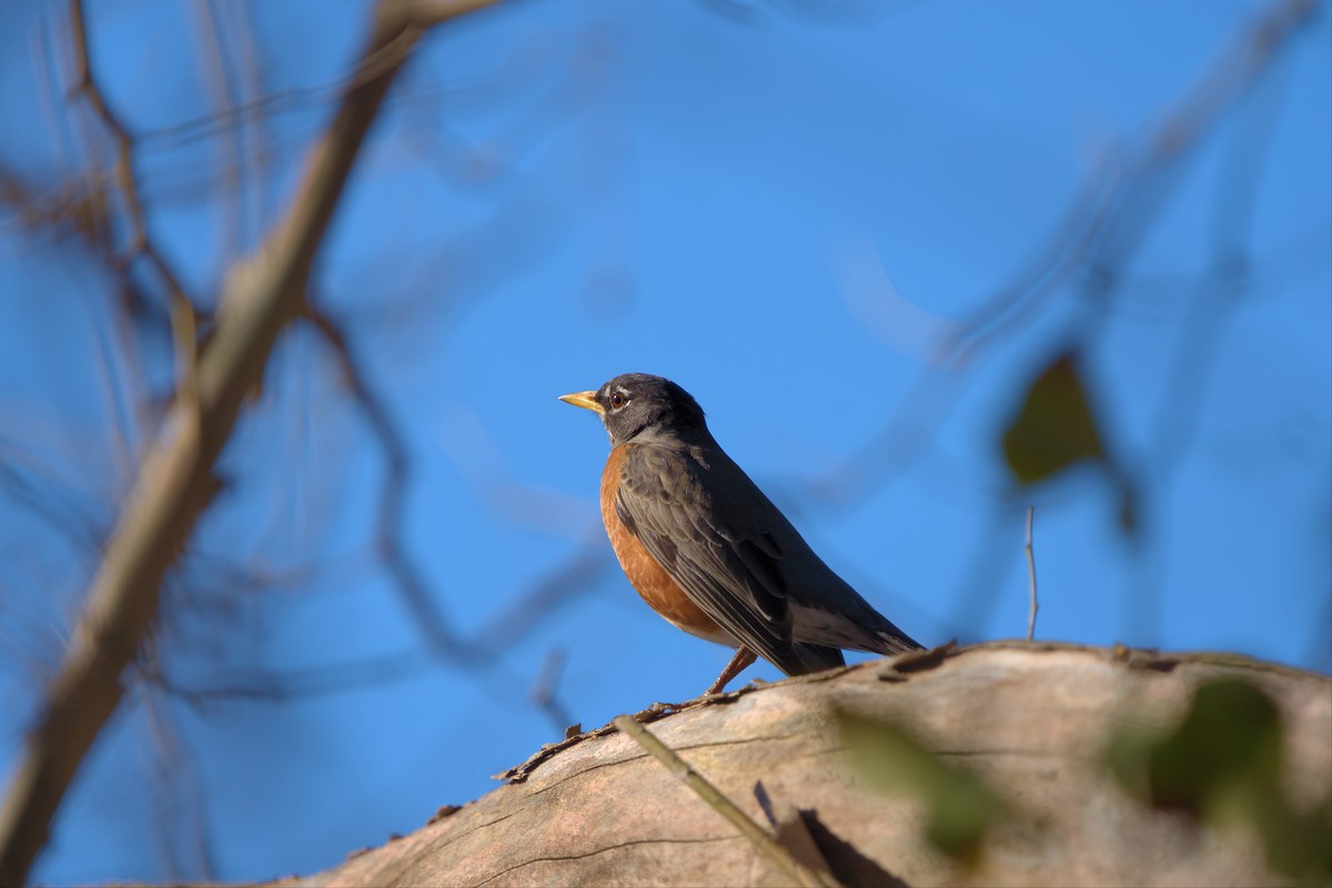 American Robin - ML514641811