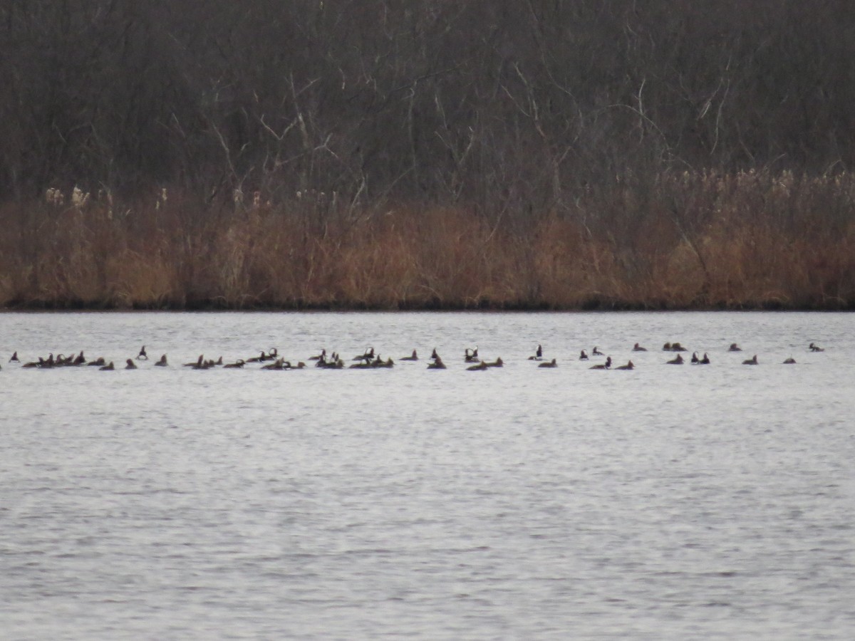 Hooded Merganser - ML514642491