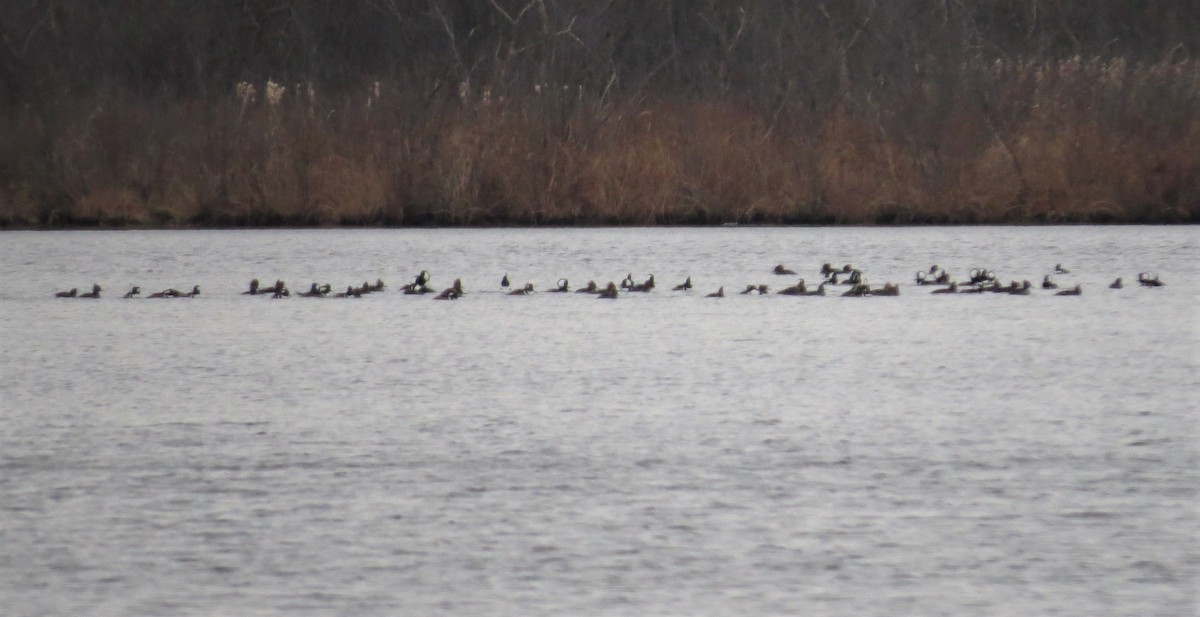 Hooded Merganser - ML514642521