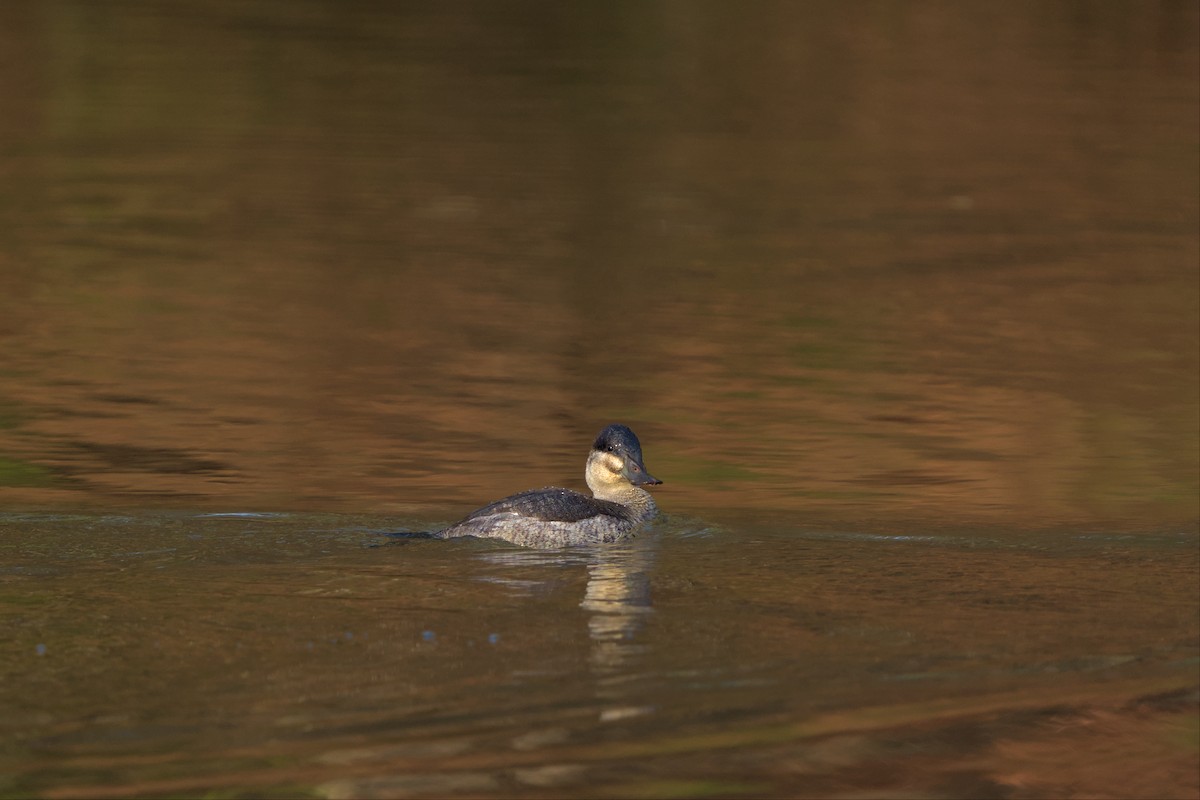 Ruddy Duck - ML514642821