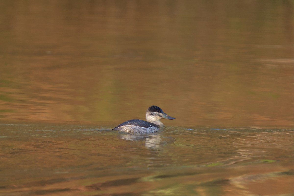 Ruddy Duck - Mark Montazer