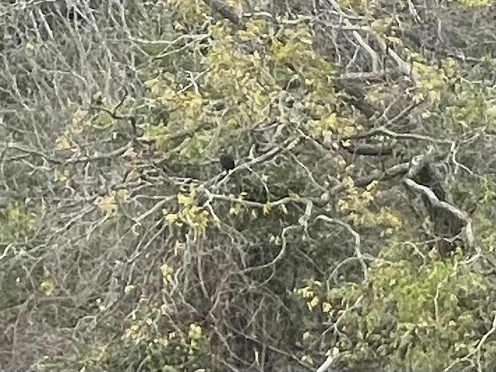 Zone-tailed Hawk - ML514643001