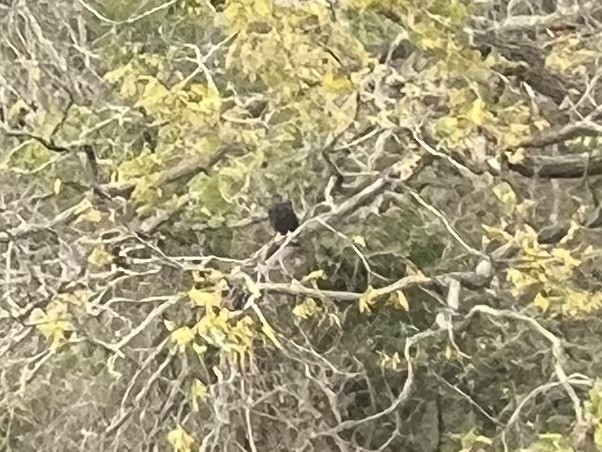 Zone-tailed Hawk - ML514643011