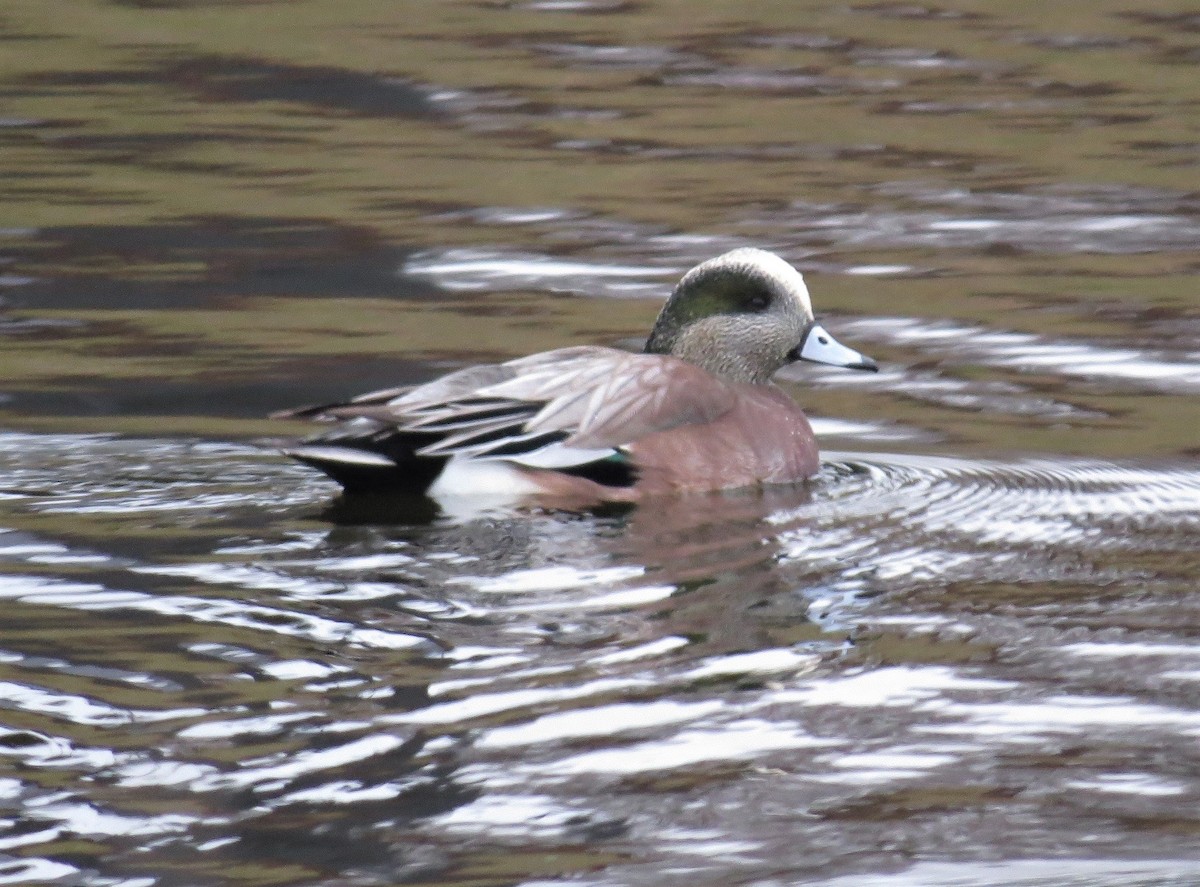 American Wigeon - "Chia" Cory Chiappone ⚡️