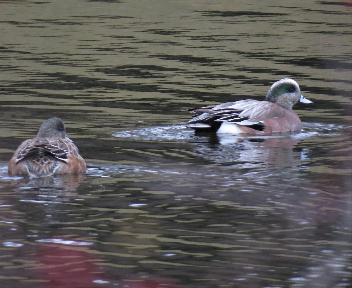 American Wigeon - ML514643081