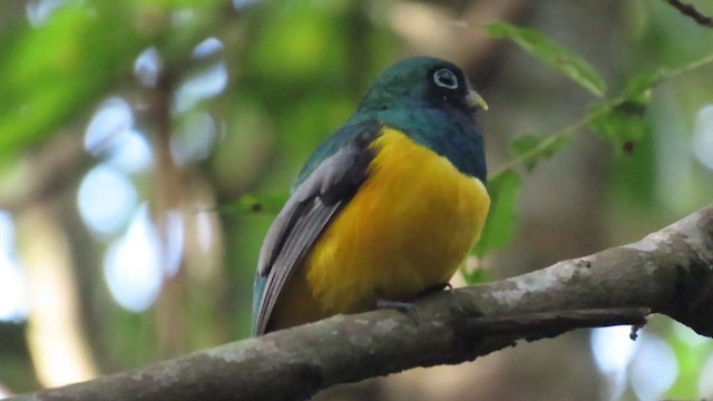 Northern Black-throated Trogon - ML514643951