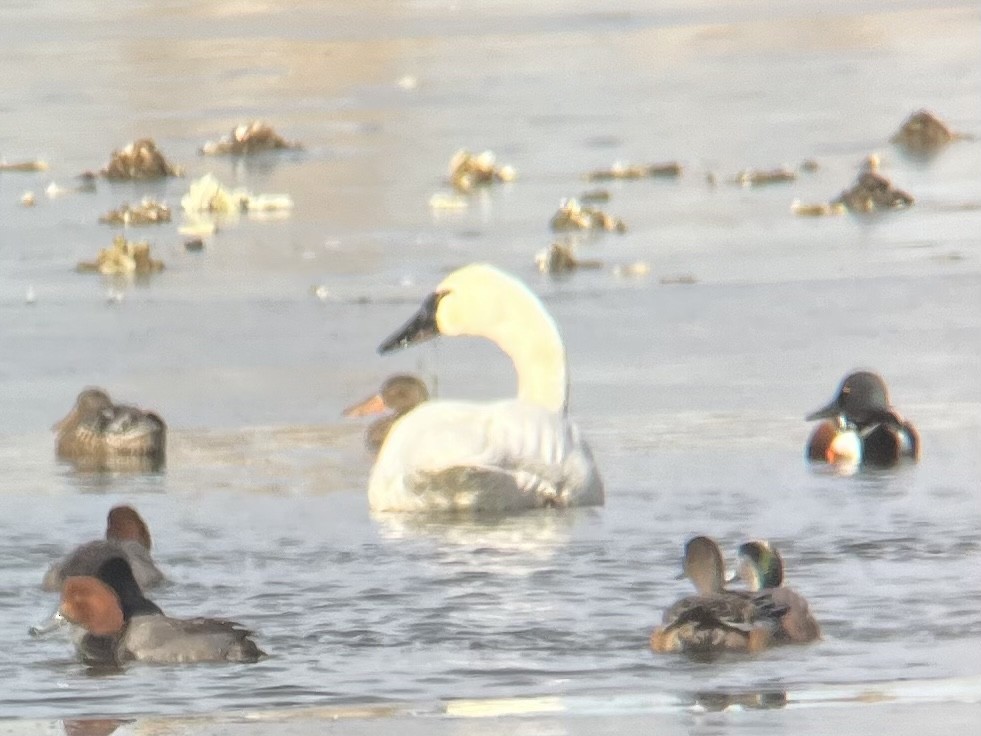 Tundra Swan - ML514645531