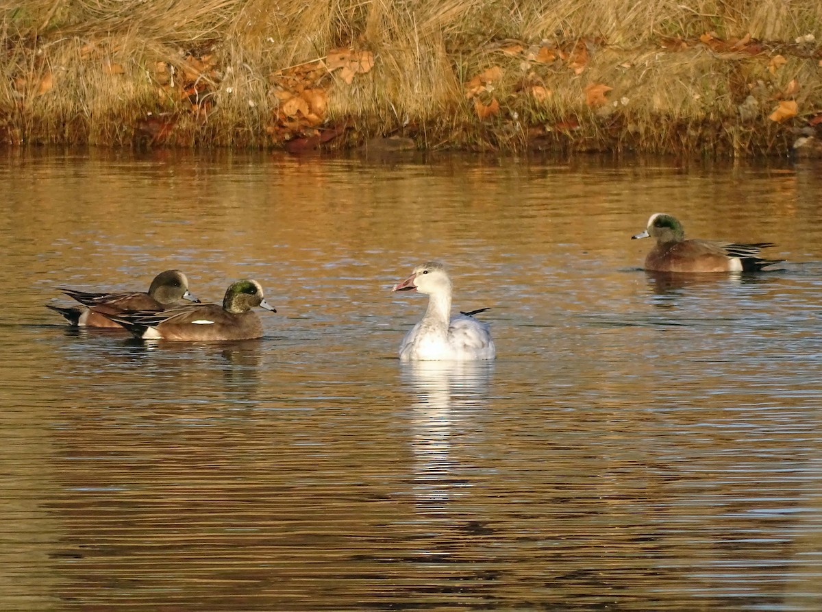 Snow Goose - ML514645561