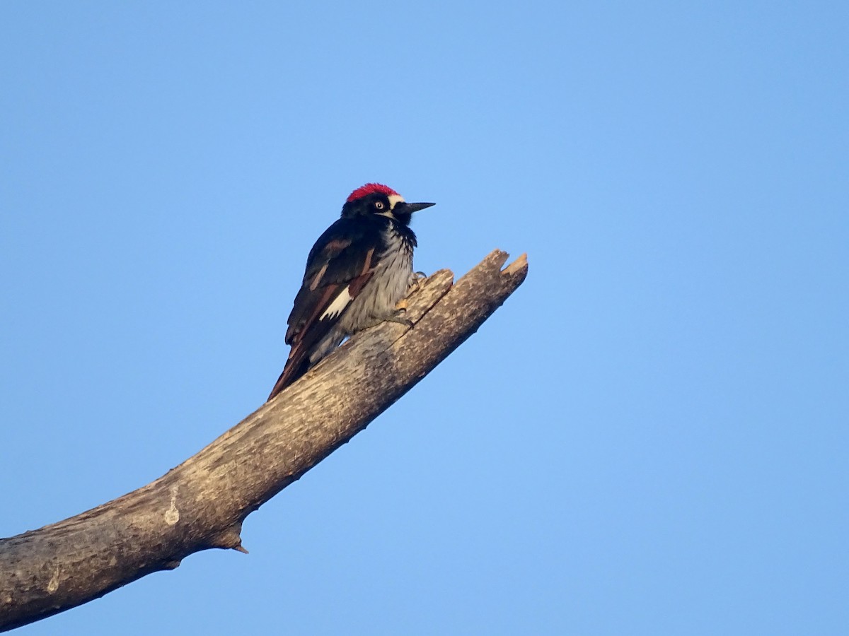 Acorn Woodpecker - Robert Behrstock