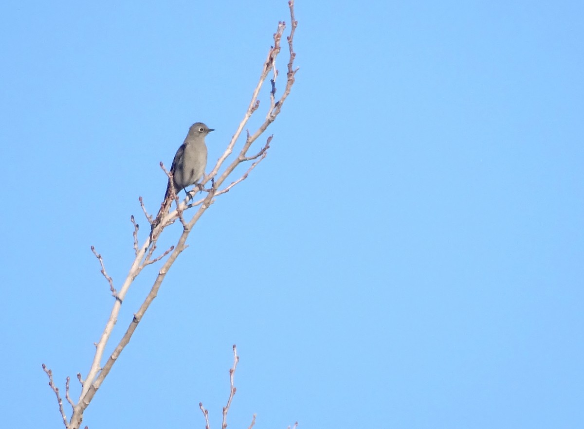 Townsend's Solitaire - ML514646181