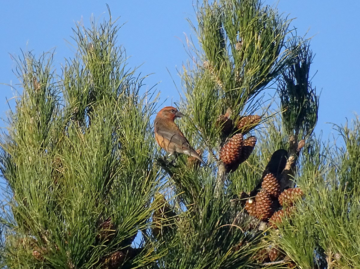 Red Crossbill - ML514646331