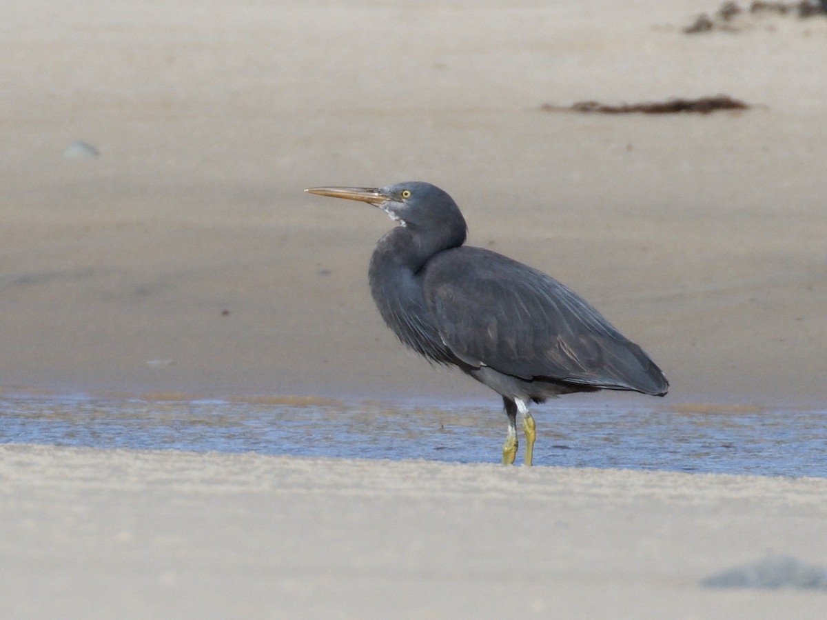 Pacific Reef-Heron - ML514646471