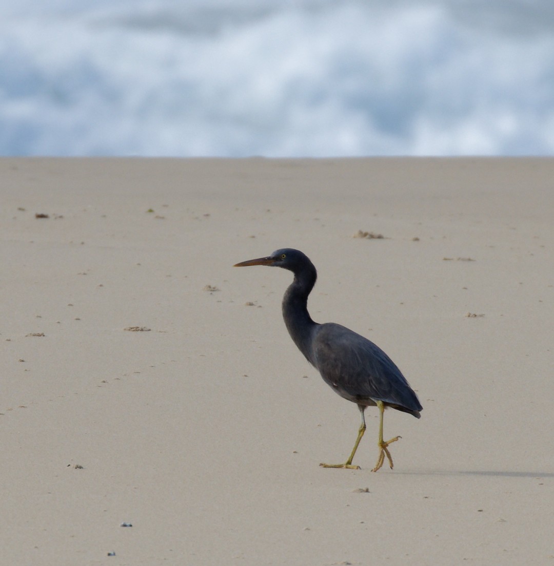 Pacific Reef-Heron - ML514646491