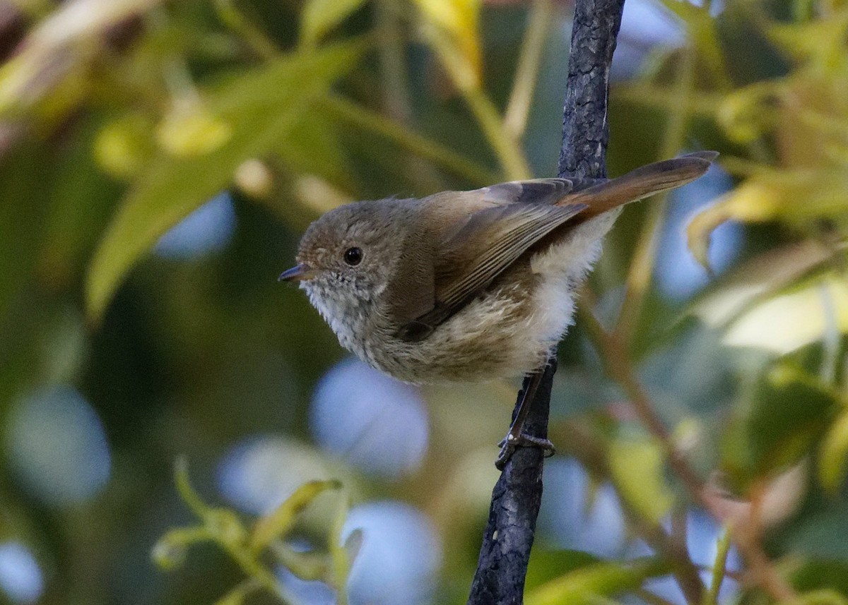 Brown Thornbill - ML514646621