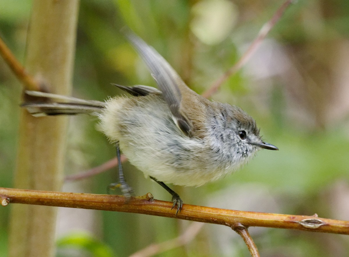 Brown Gerygone - ML514646801