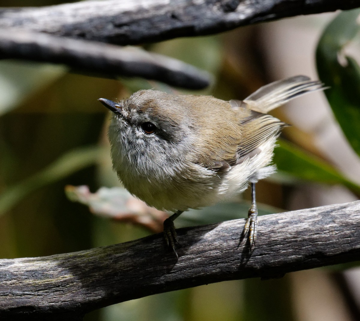 Brown Gerygone - ML514646811