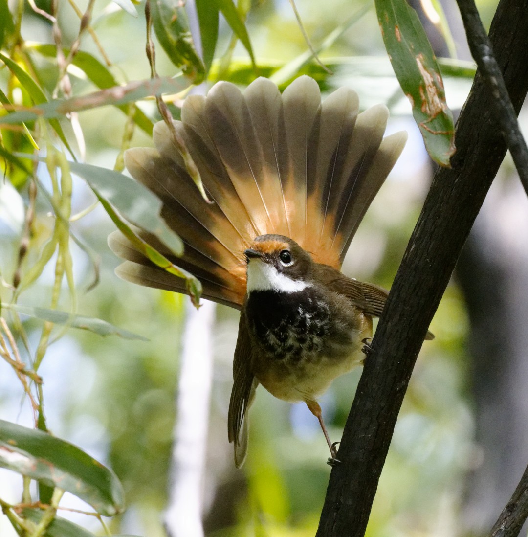 Australian Rufous Fantail - ML514646861