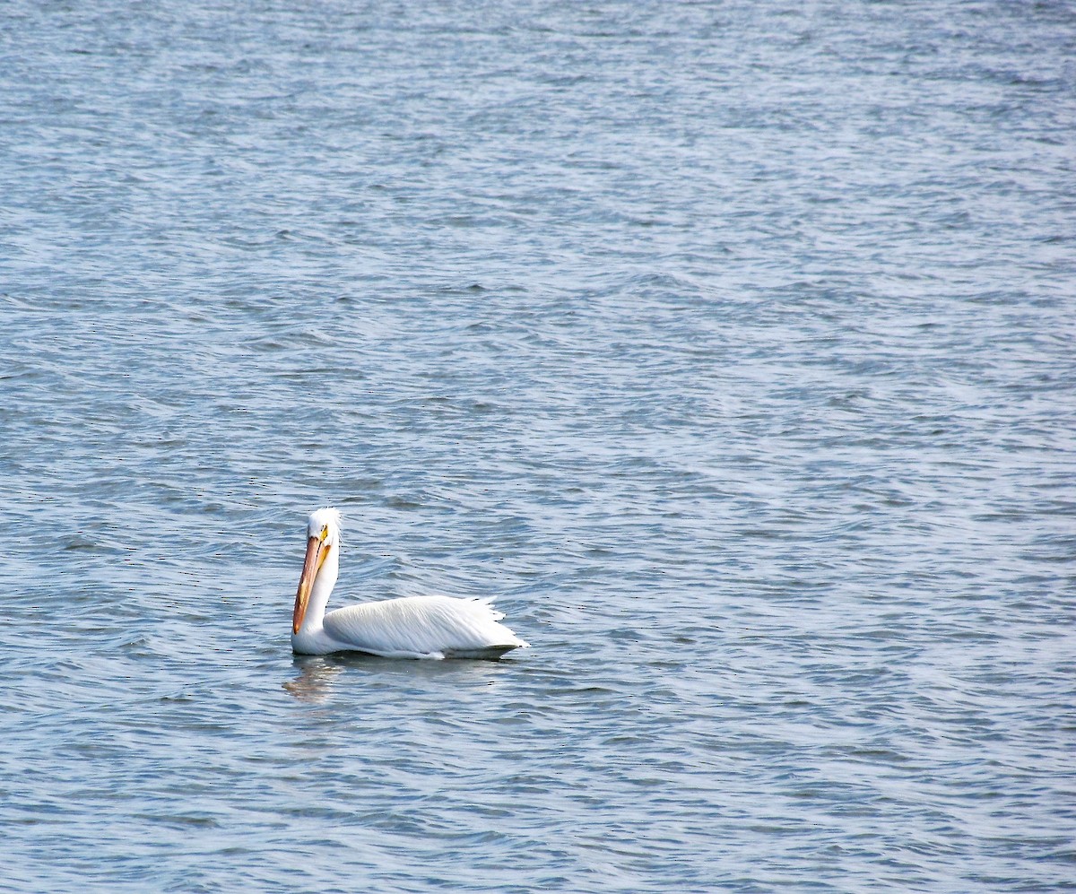 American White Pelican - ML51464731