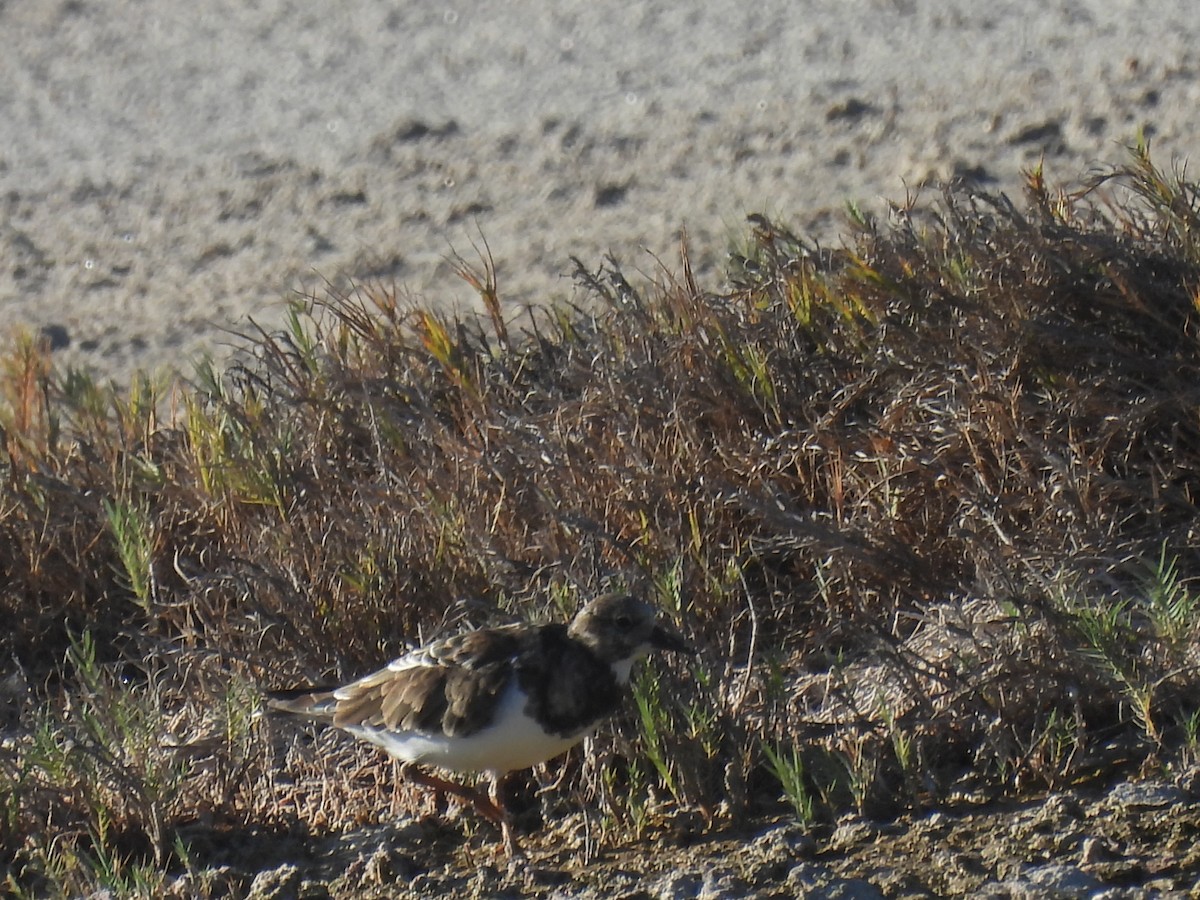 Ruddy Turnstone - ML514647461