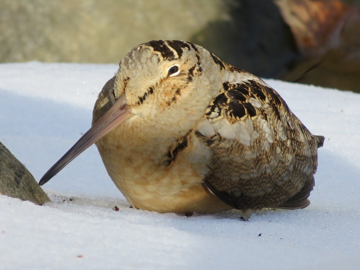 American Woodcock - Kevin Topping