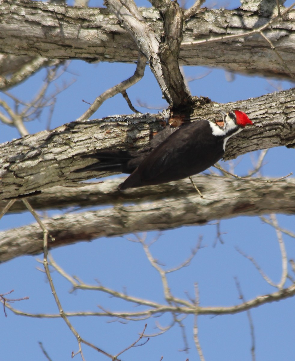 Pileated Woodpecker - ML51464791