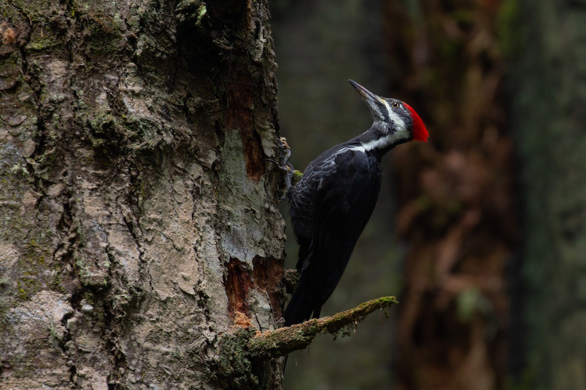 Pileated Woodpecker - ML514647961