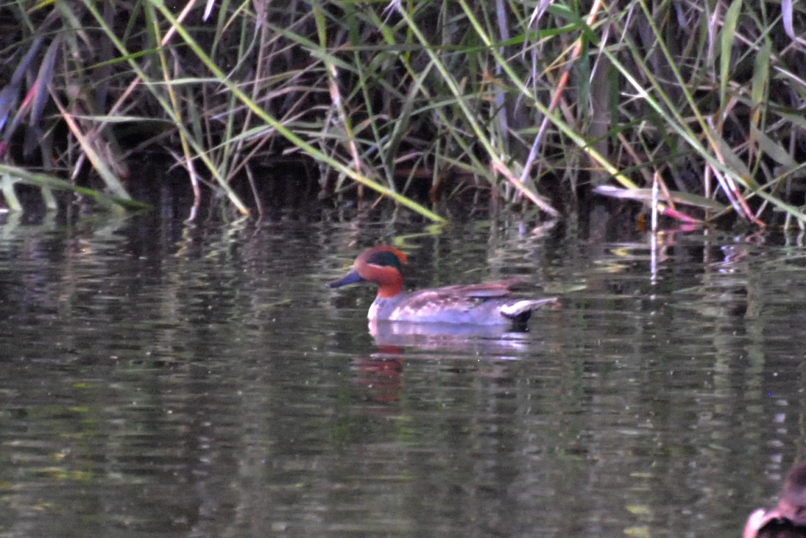 Green-winged Teal - ML514649471