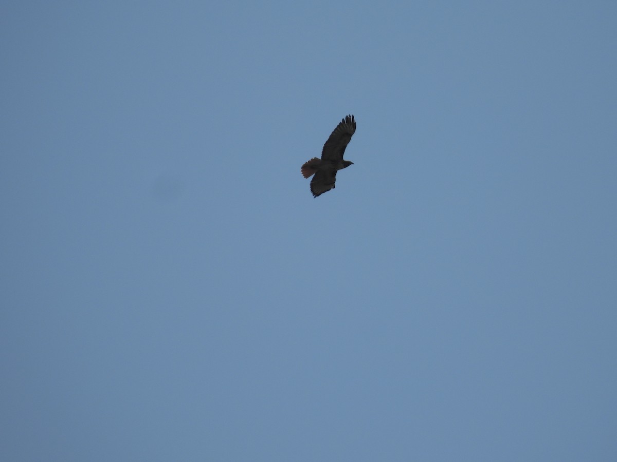 Red-tailed Hawk - ML514651481