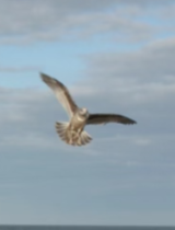 Herring Gull (American) - ML514652901
