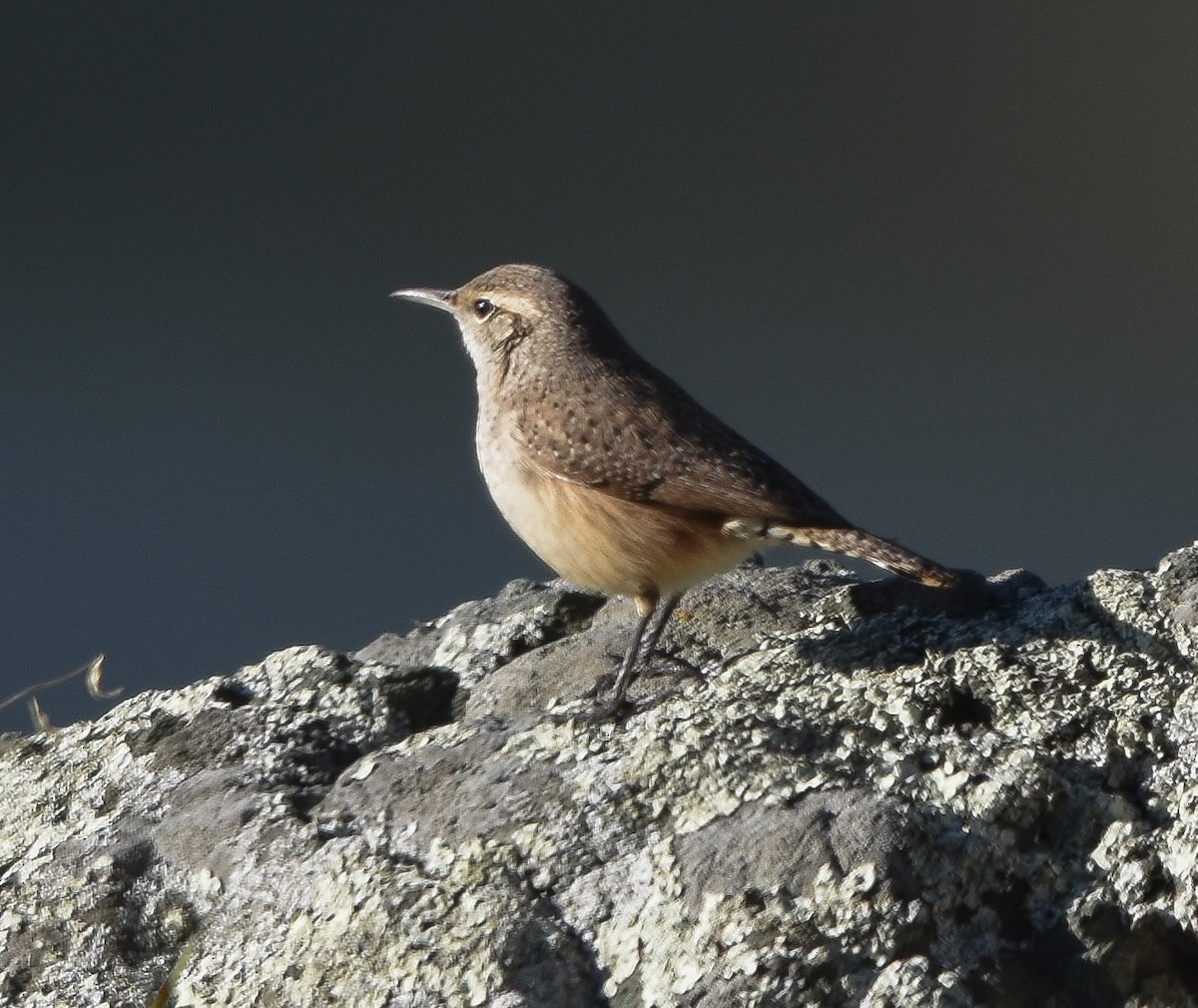 Rock Wren - ML514653211