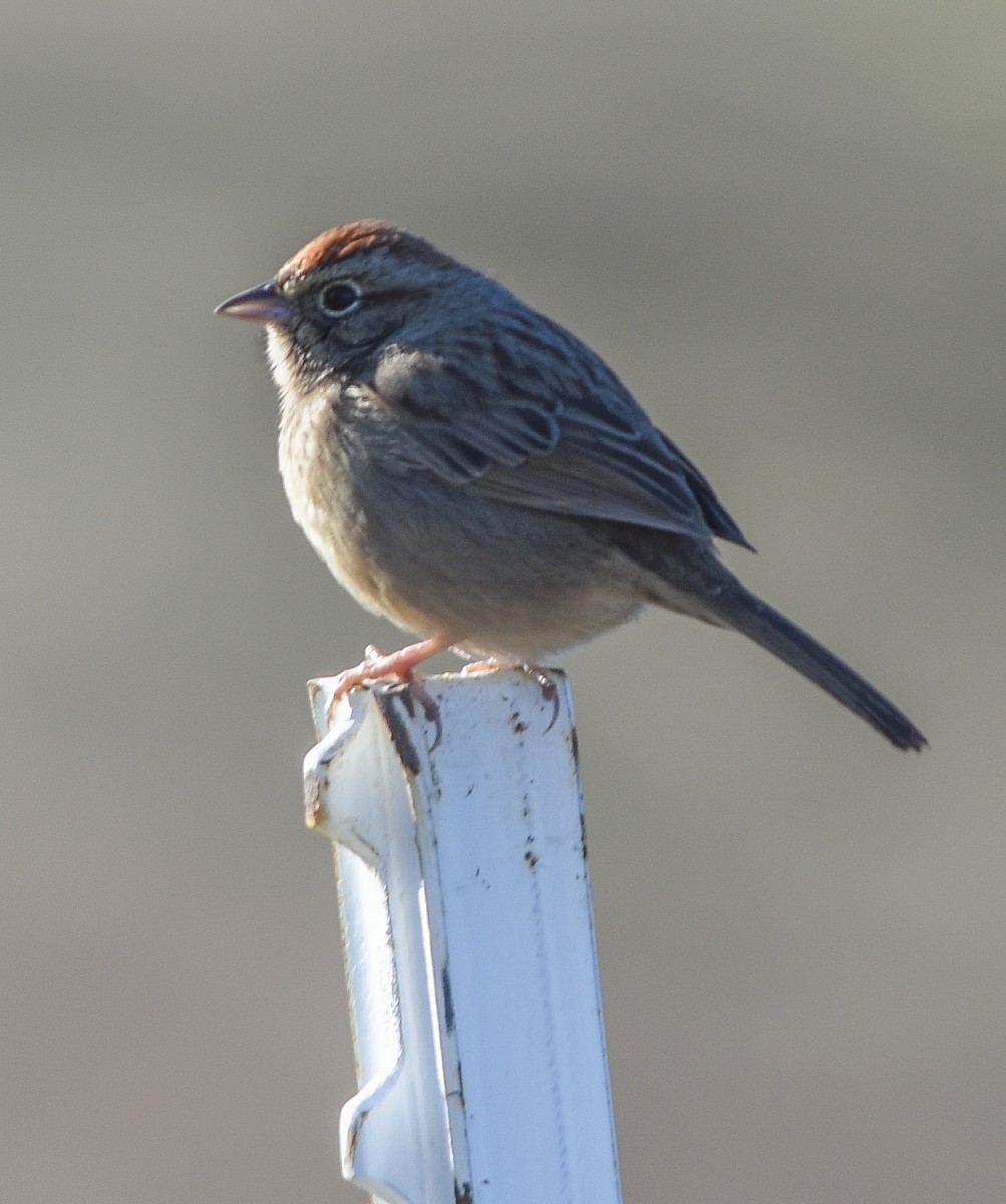 Rufous-crowned Sparrow - ML514653321