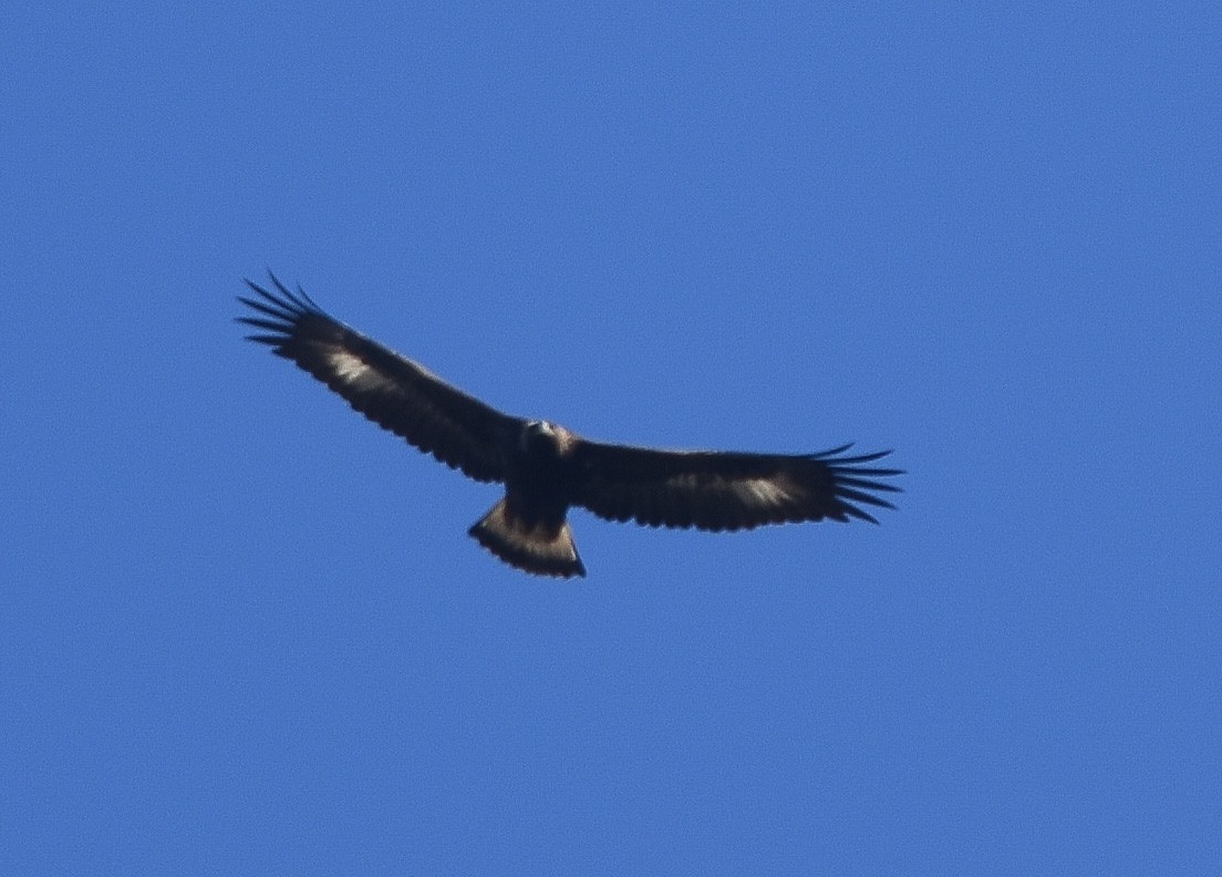 Golden Eagle - ML514653471