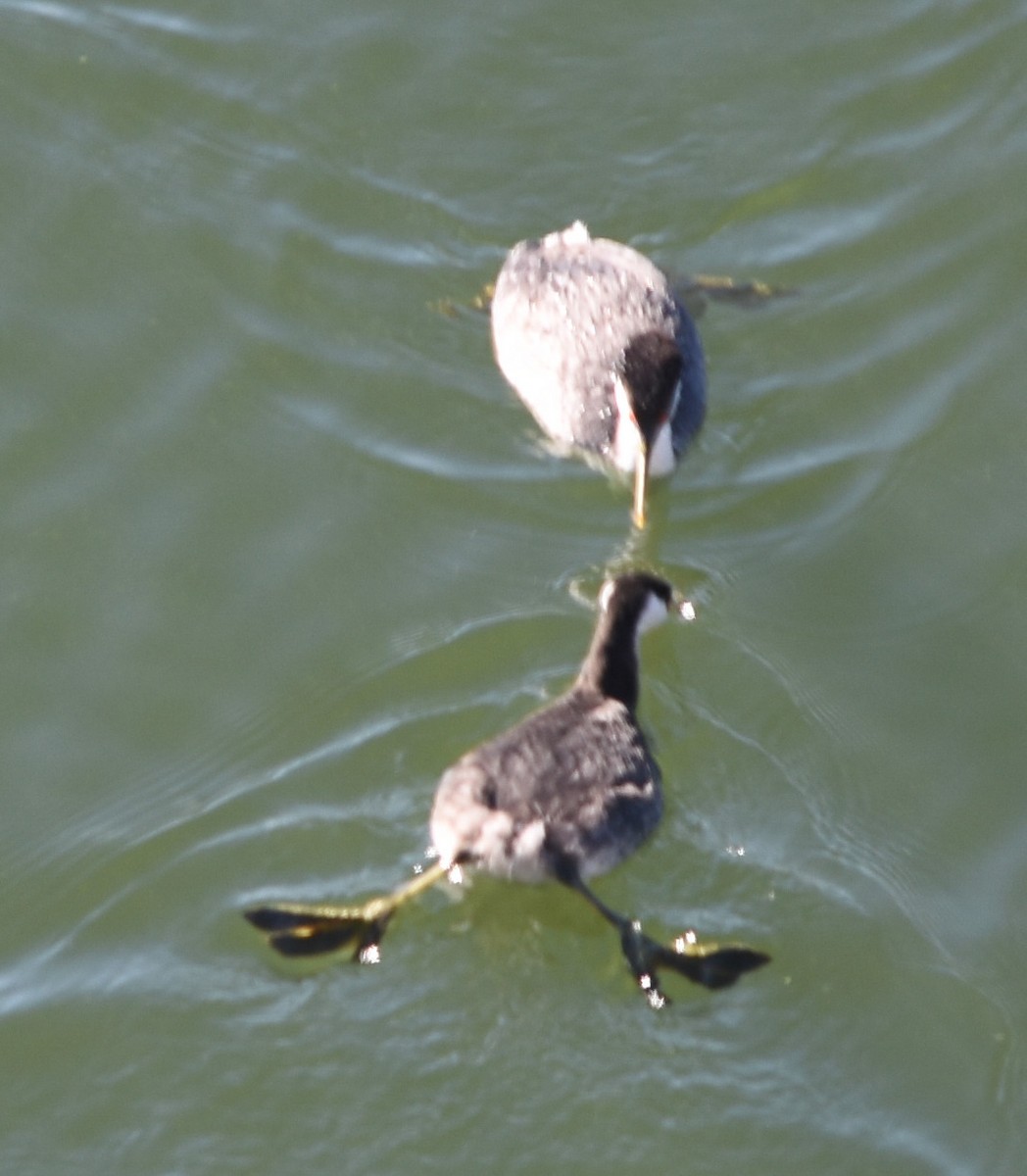 Western Grebe - ML514653691