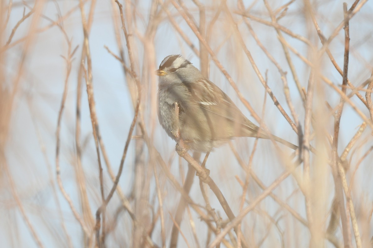 Bruant à couronne blanche - ML514654311