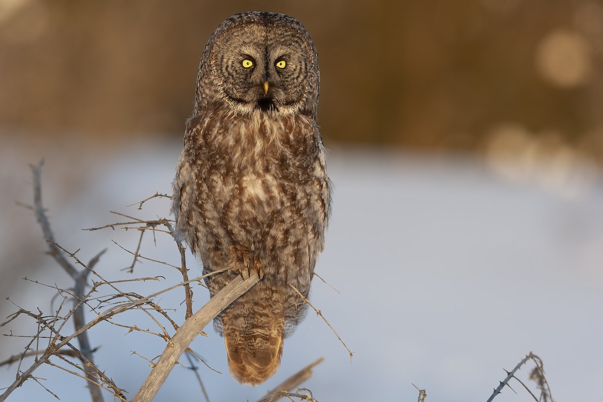 Great Gray Owl - Peter Darcy