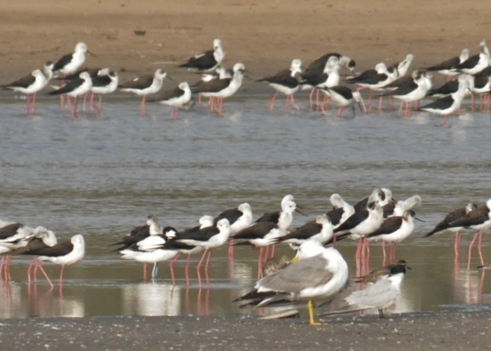 Yellow-legged Gull - ML51465571