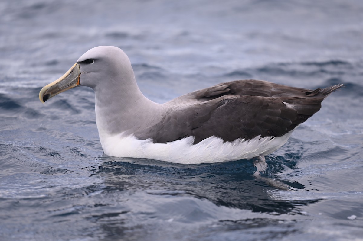 Salvin's Albatross - ML514655771