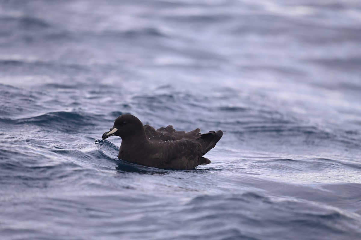 Westland Petrel - ML514656511