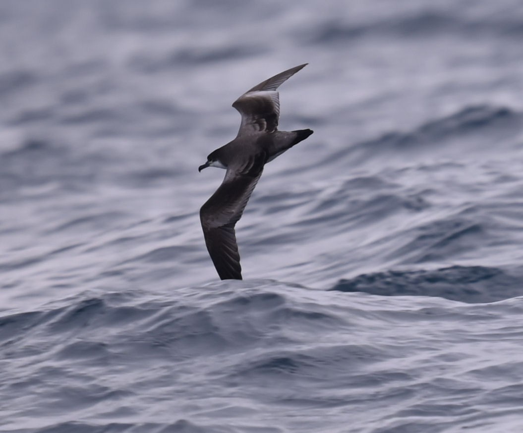 Buller's Shearwater - ML514657041