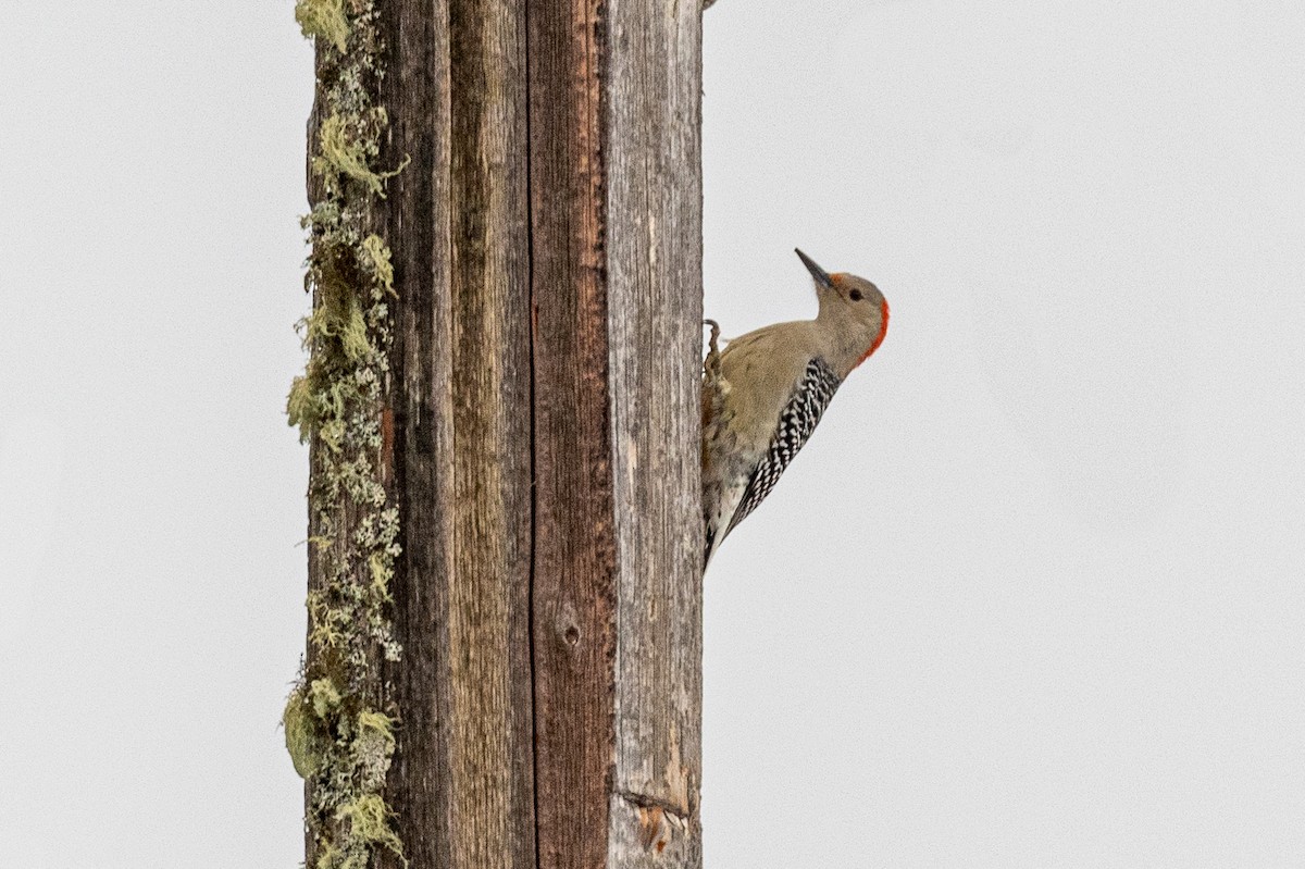 Red-bellied Woodpecker - Marc Dallaire