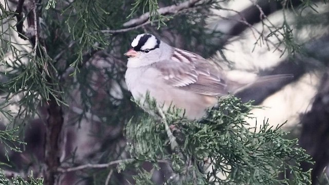 Bruant à couronne blanche - ML514658161