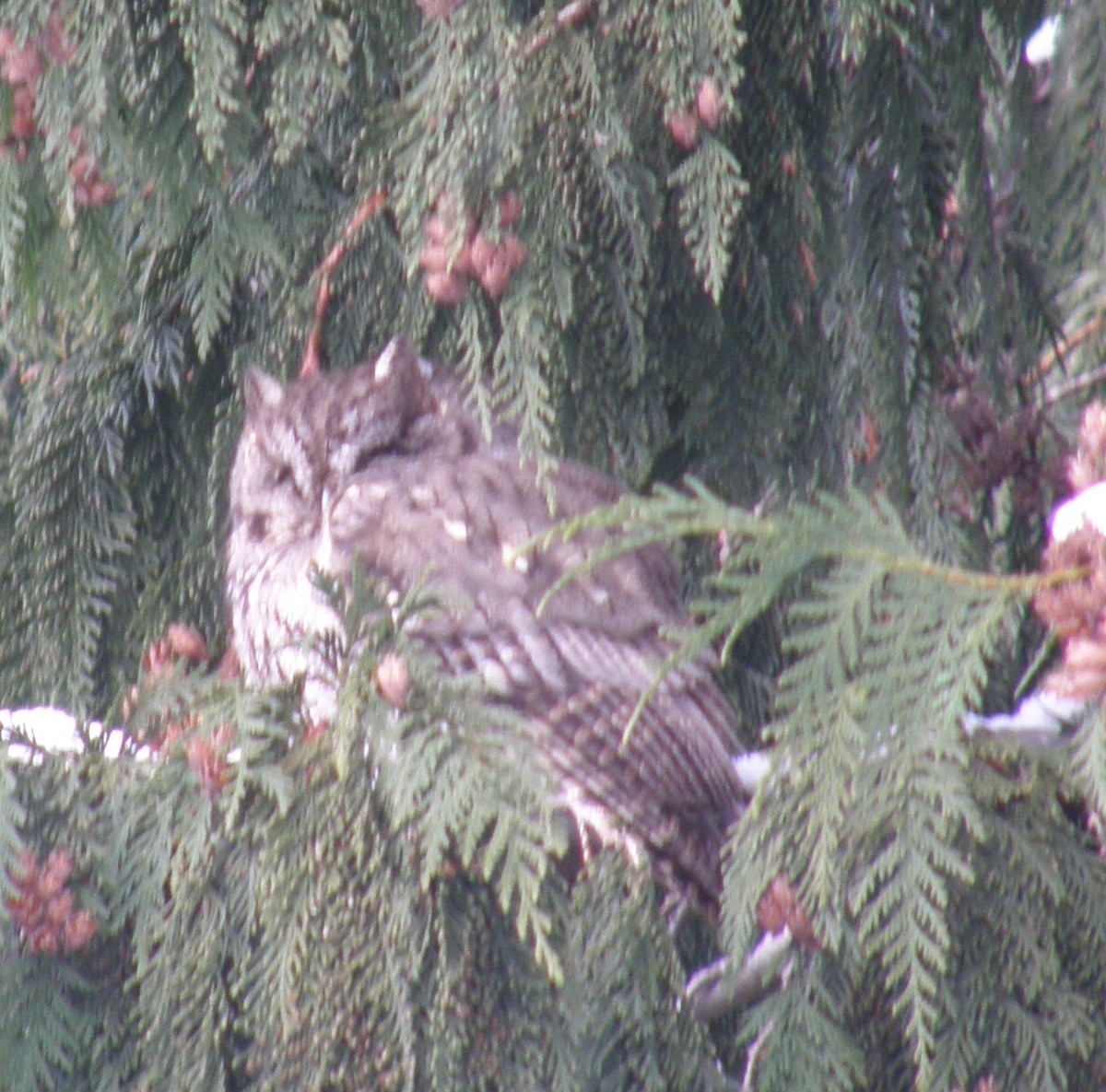Western Screech-Owl - ML514658791