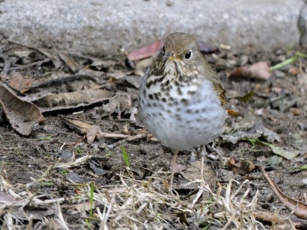 Hermit Thrush - ML514659471