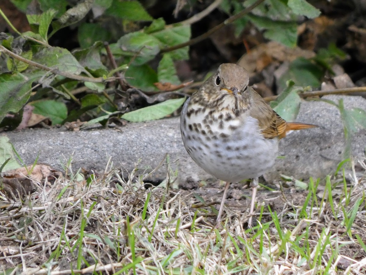 Hermit Thrush - ML514659571