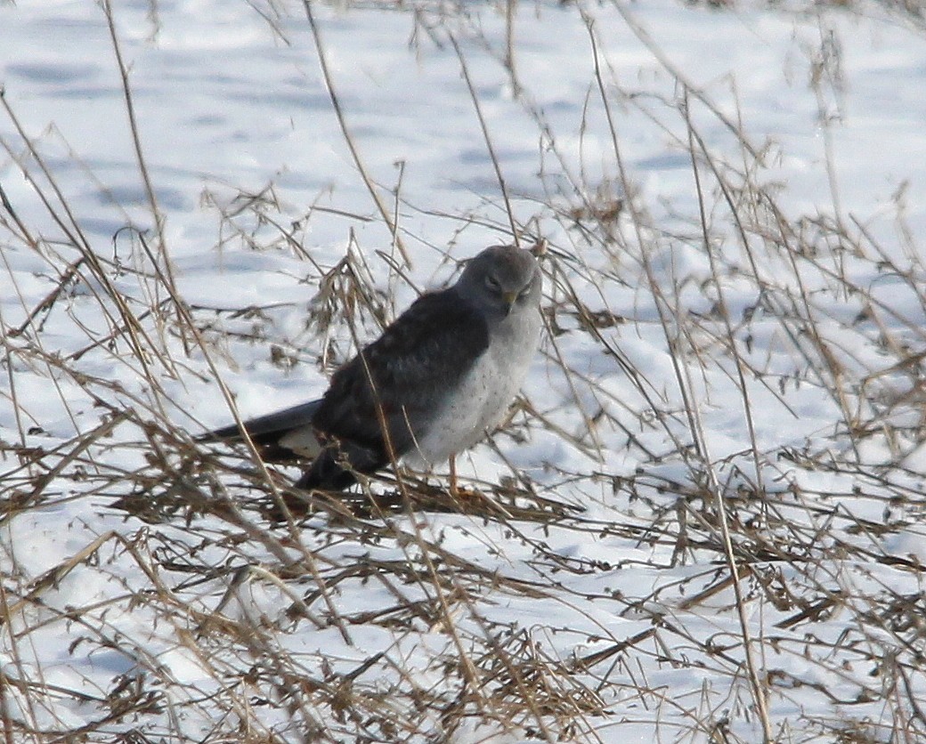 Northern Harrier - ML51465961